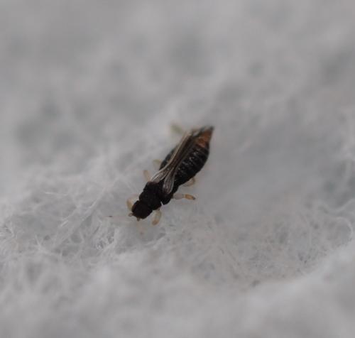 Réf. 222 902 : Heliothrips haemorrhoidalis